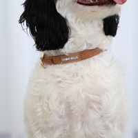Corduroy Dog Collar Brown Tan