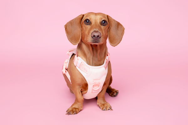 Chow Bella logo