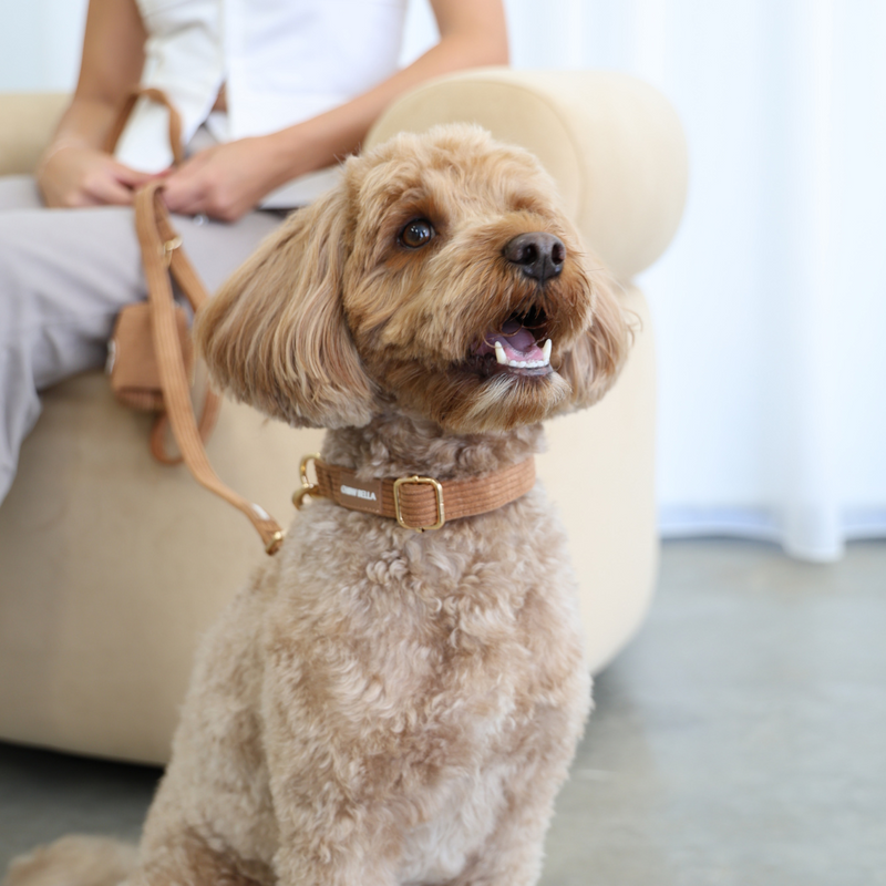 Corduroy Dog Collar Brown Tan