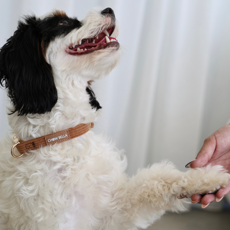 Corduroy Dog Collar Brown Tan
