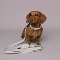 Corduroy Dog Collar Cream