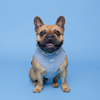 Corduroy Dog Harness Blue