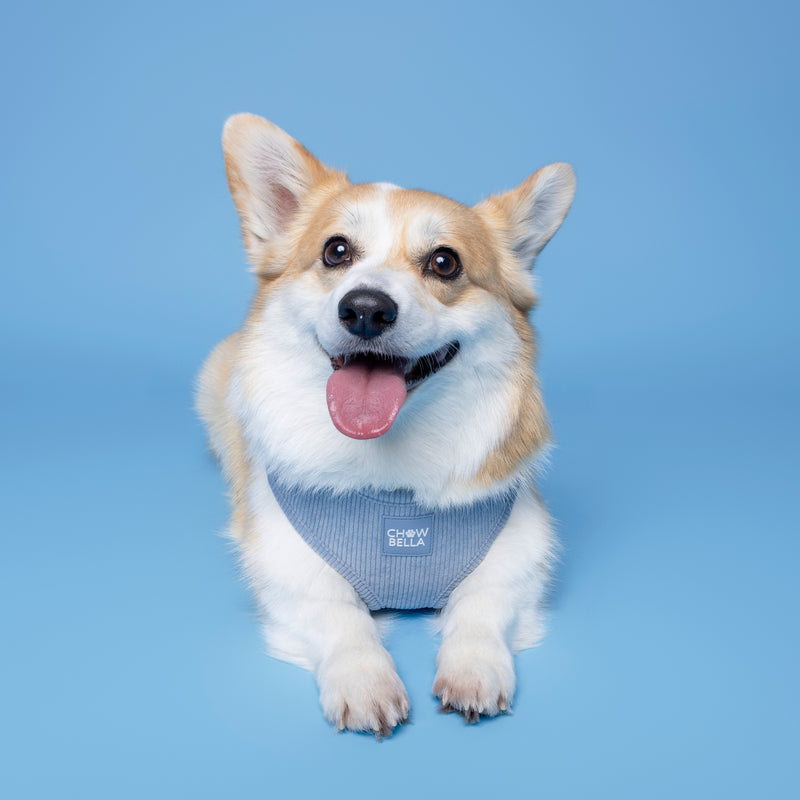 Corduroy Dog Harness Blue