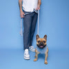 Corduroy Dog Harness Blue