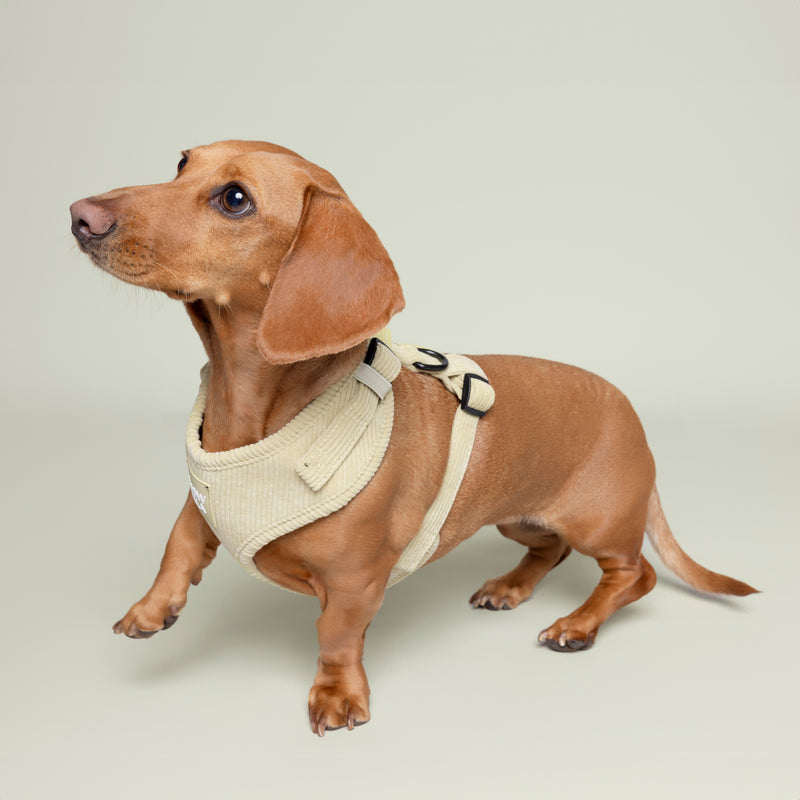 Corduroy Dog Harness Sage Green