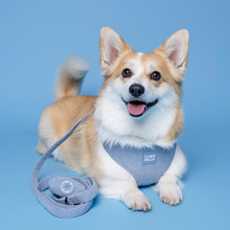 Corduroy Dog Leash Blue