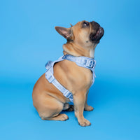 No Pull Dog Adjustable Harness Blue