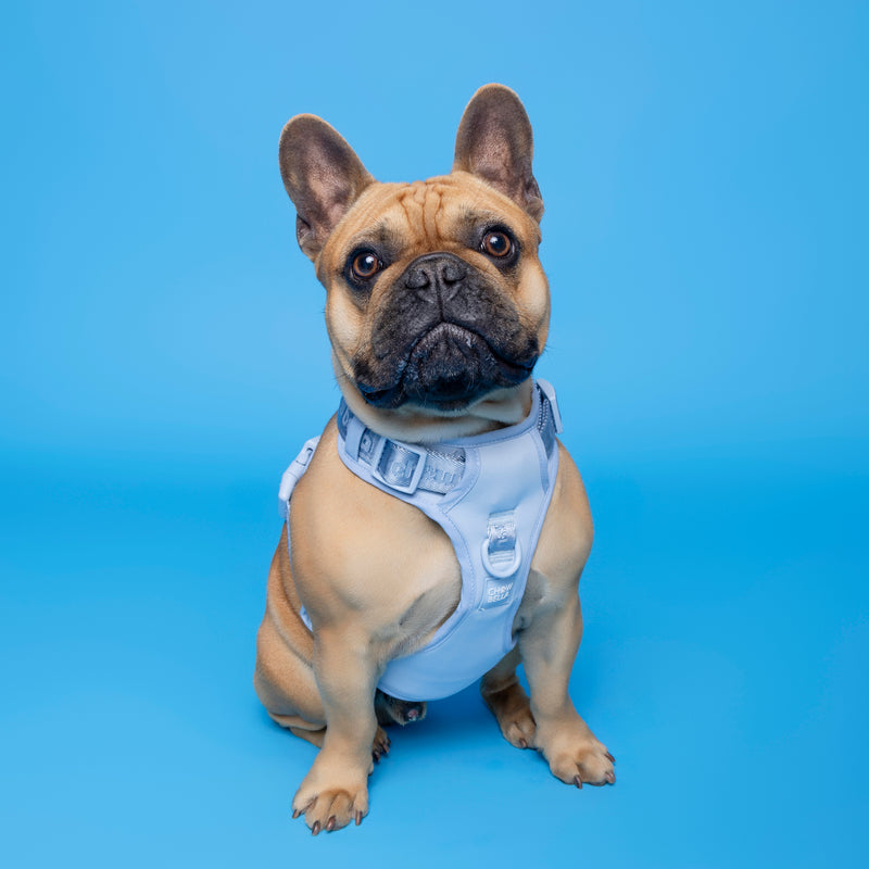 No Pull Dog Adjustable Harness Blue