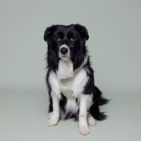 No Pull Dog Adjustable Harness Green Mint