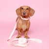 Waterproof Dog Collar Pink